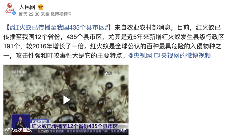 南美洲红火蚁入侵,中国12个省已遭殃,广东广西或成重灾区
