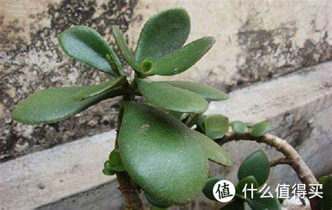 这种植物,有土就能活