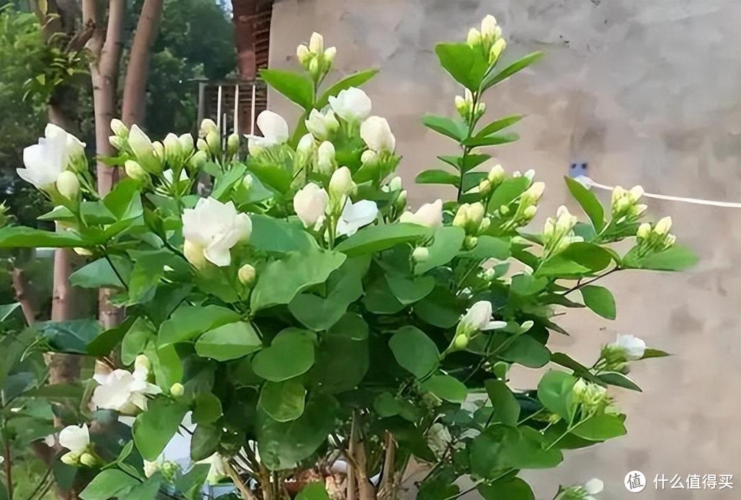 养茉莉花,做到“2点”,开花一茬茬,株型美花朵香,年年盛开