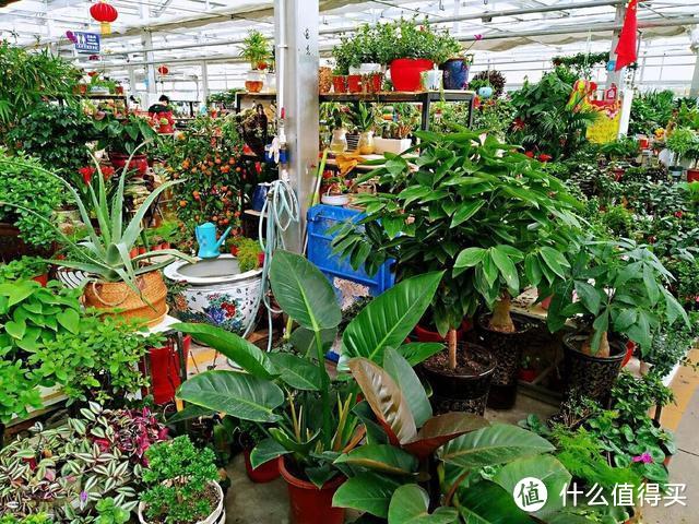 养花前,先戒掉7个坏习惯,否则啥花也养不好,只能收空盆