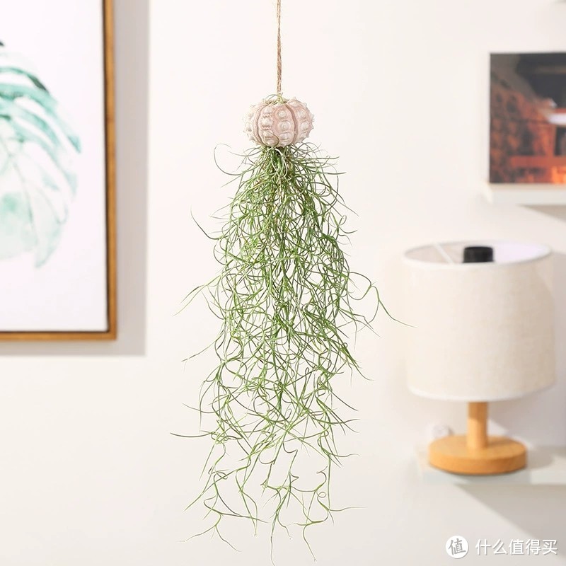 绿植好物推荐:打造绿色家居,享受健康生活