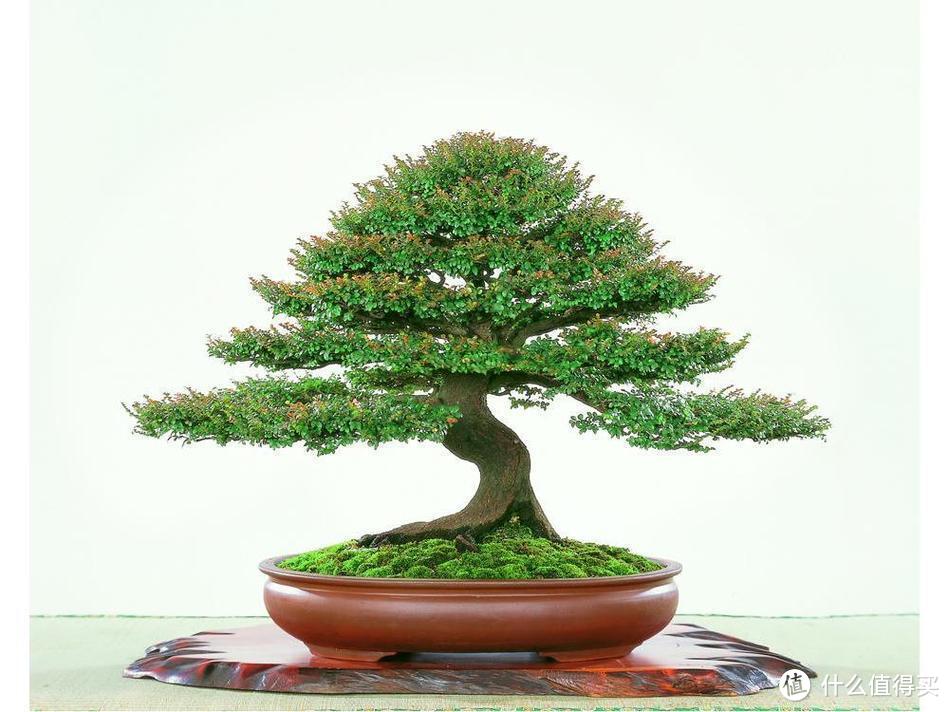 木材是“帝王之木”,苗是“盆栽中的贵族”,寓意好,附种植技巧