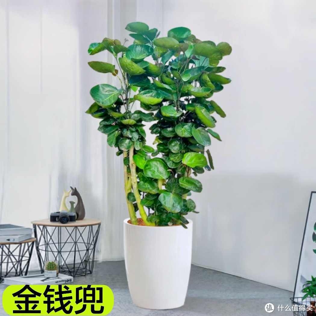 10款中大型绿植，让你的客厅瞬间高大上！