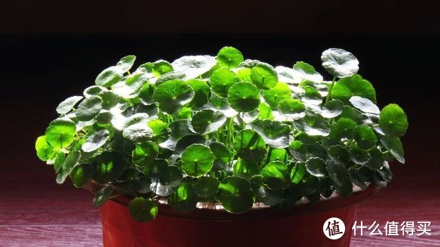 4月家里养铜钱草,用这些“大招”,叶子巴掌大,又肥又招财